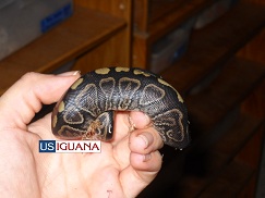 A ball python